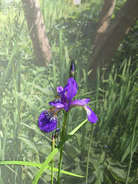 plant