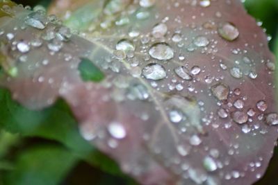 Close-up of water drops on leaves