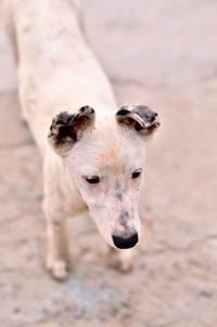 Close-up of dog