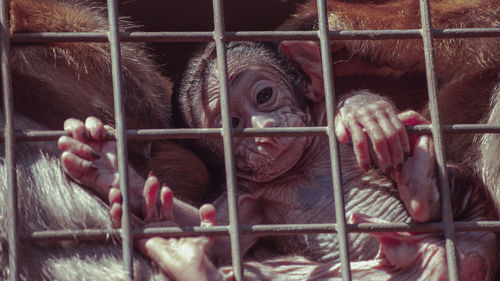 Close-up of monkey in cage at zoo