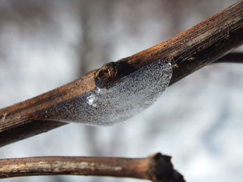 Close-up of ice on stem during winter