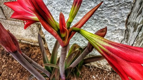 Close-up of plant