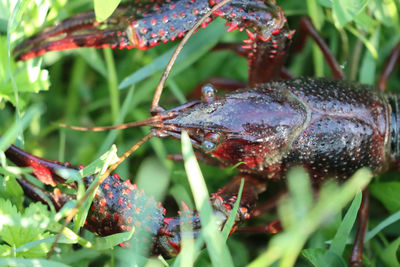 Louisiana red shrimp freshwater crustacean louisiana red shrimp freshwater crustacean