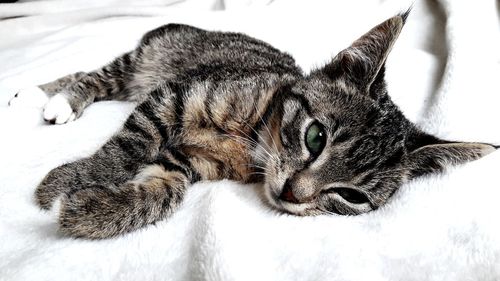 Close-up portrait of cat resting on bed