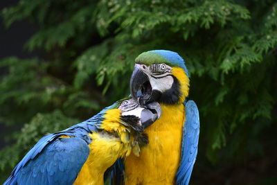 Close-up of two gold and blue macaws