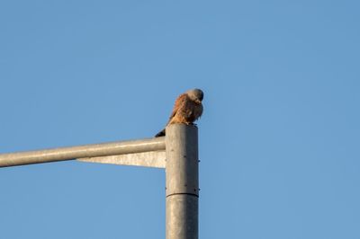 Low angle view of bird perching on pole against clear blue sky