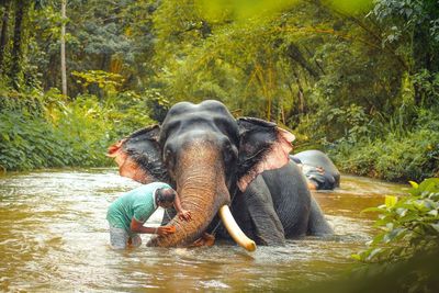 Elephant in a forest