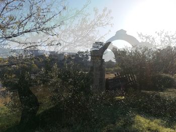 Trees and plants by building against sky