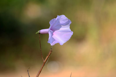 Close-up of pink rose