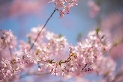 Close-up of pink cherry blossom