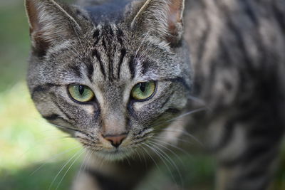 Close-up portrait of a cat
