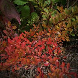 Close-up of leaves on tree