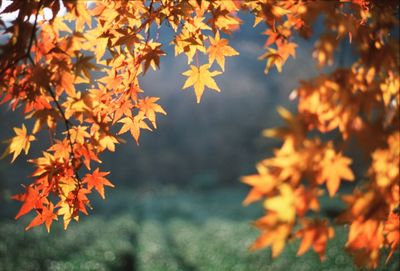 Close-up of leaves on branch