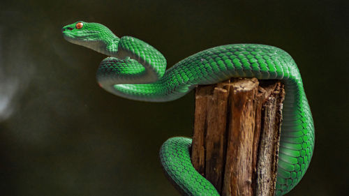 Green viper