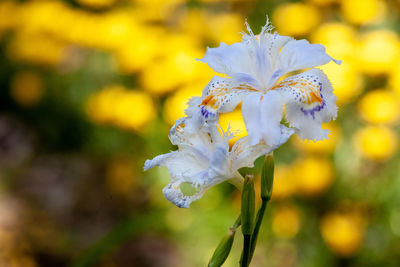 Close-up of white flowering plant