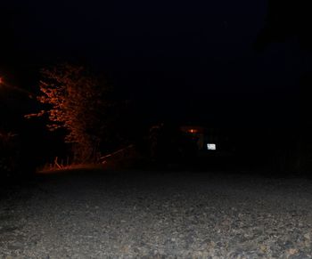 Illuminated tree at night