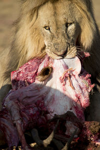 Lion carrying dead animal