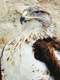 Close-up of eagle
