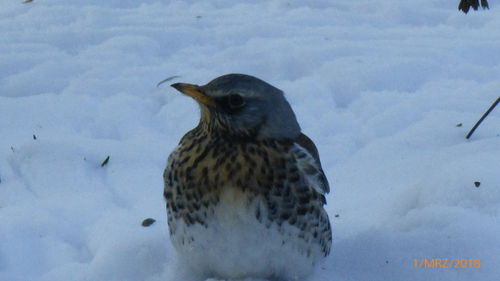 Close-up of bird perching on snow