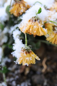 Close-up of yellow flower plant