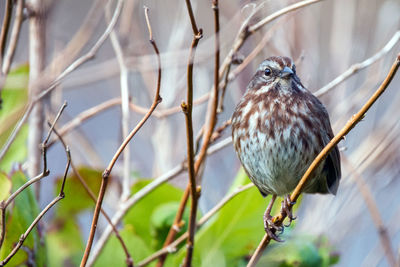 Close-up of bird perching on branch