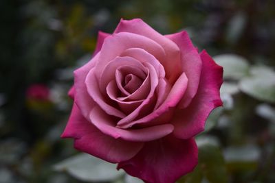 Close-up of pink rose