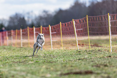 Dog running on field