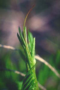 Close-up of fresh green plant