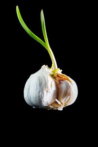 Close-up of pumpkin against black background