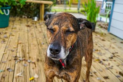 Close-up portrait of a dog