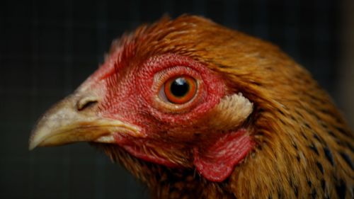 Close-up of a parrot