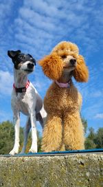 Low angle view of dogs on retaining wall against sky