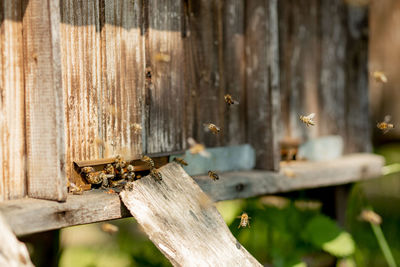 Close-up of bee on wood