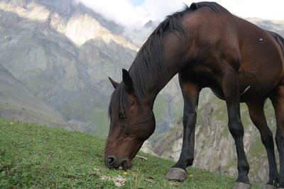 Horse grazing on hill against mountains