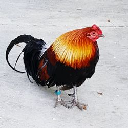 Close-up of rooster on footpath