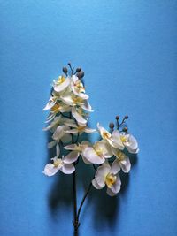 Close-up of fresh white flowers against blue background