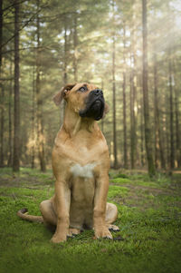 Young south african mastiff dog sitting in a fairy tale forest looking up to the light