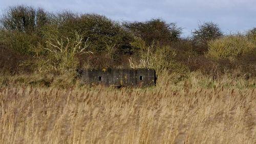 Hay bales on grassy field