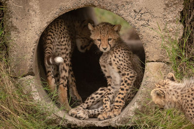 Cheetah cubs by stone hole in forest