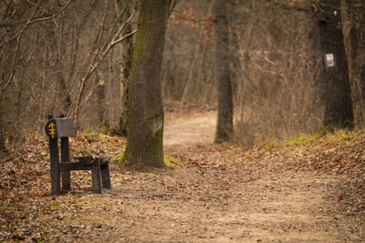 Bench in forest