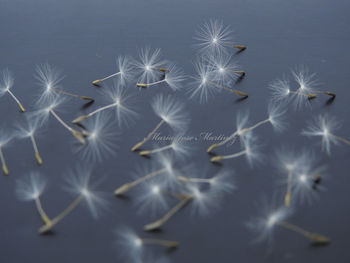 Close-up of dandelion against white background