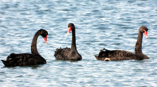 Swans swimming in lake