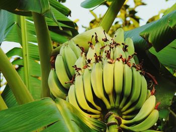 Close-up of banana tree