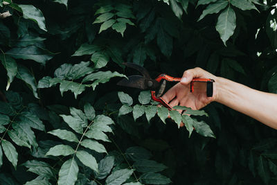 Cropped hand of woman holding plant