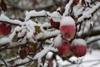 Close-up of frozen tree