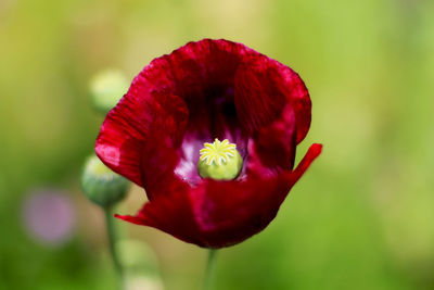 Close-up of red flower blooming outdoors
