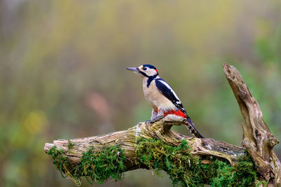 Great spotted woodpecker, dendrocopus major, perched on a moss covered branch
