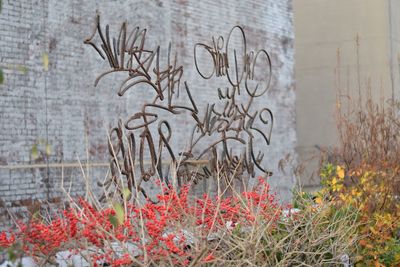 Close-up of flowers on wall
