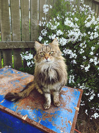 Portrait of cat sitting on plant in yard