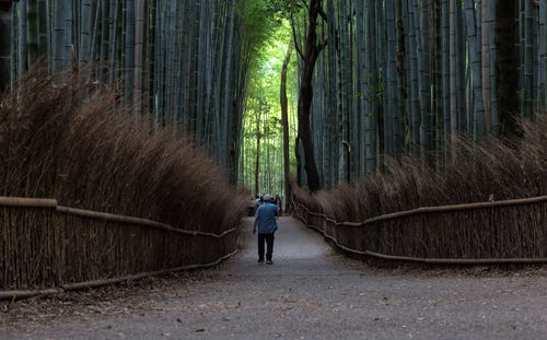 Rear view of a man walking in forest